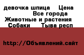 девочка шпица  › Цена ­ 40 000 - Все города Животные и растения » Собаки   . Тыва респ.